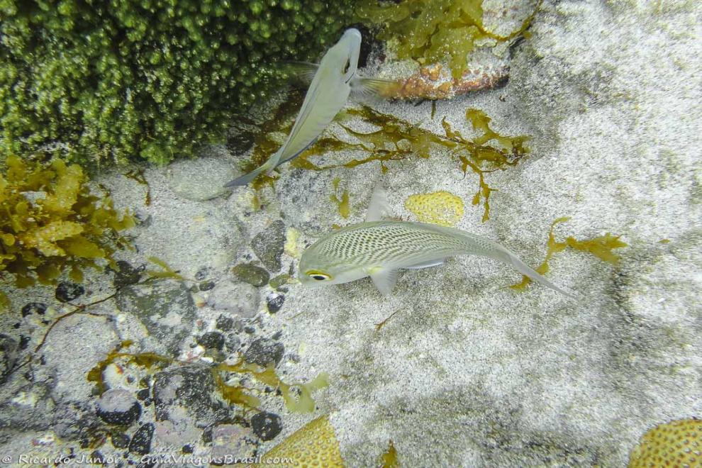 Imagem de peixe e corais no mar de Fernando de Noronha.